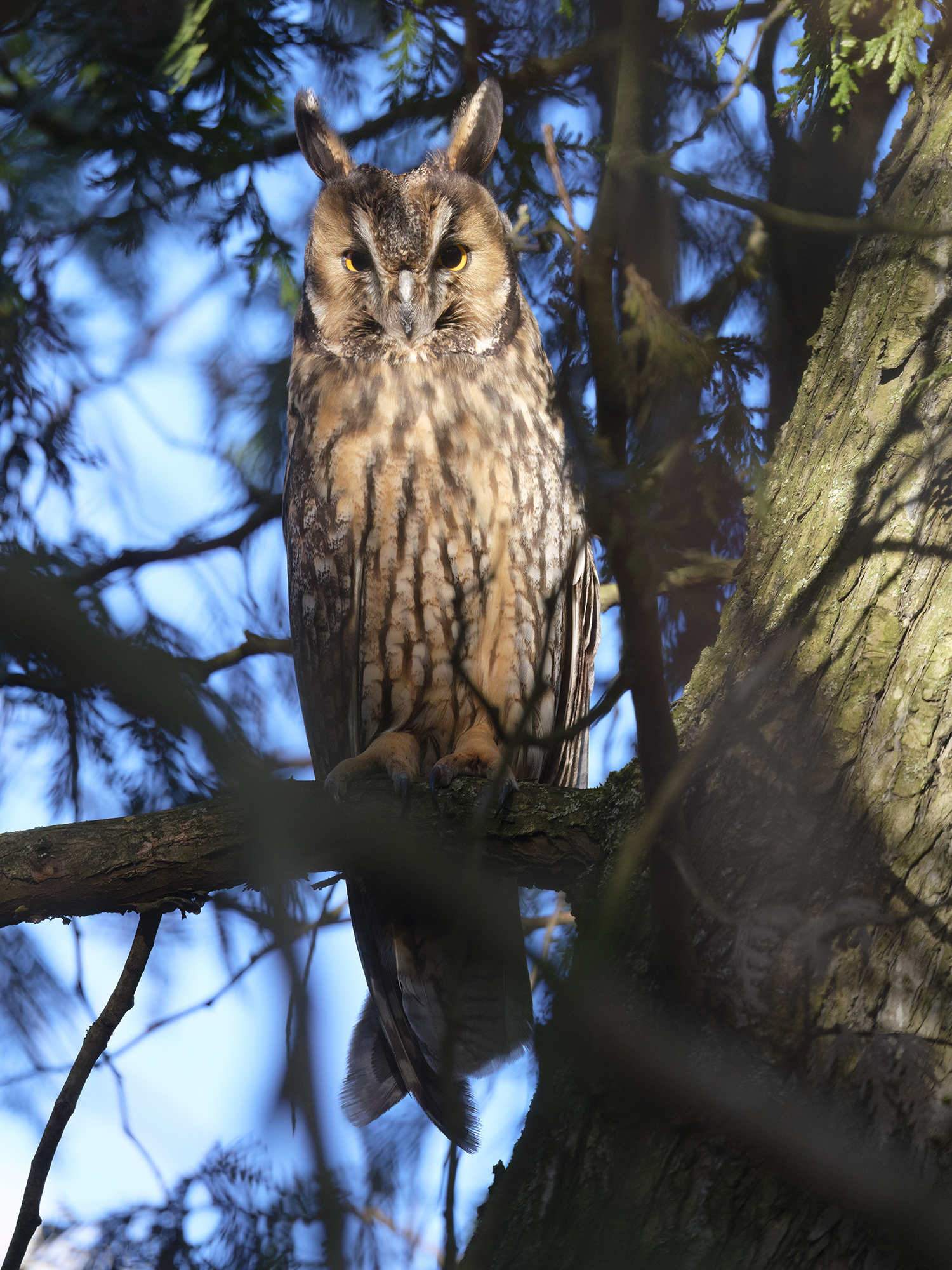Die markanten Federohren ...